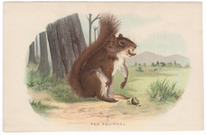 Red Squirrel